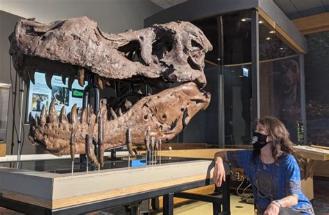 What Caused This T. Rex’s Strange Skull Injuries? | Discover Magazine