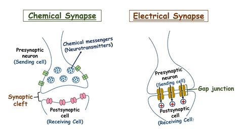 Electrical Synapse Diagram