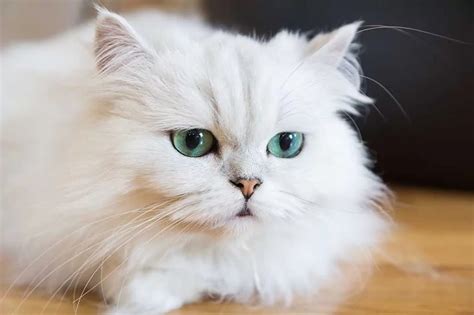 Discovering the Unique Characteristics of Persian Cat Breeds - catmags.com