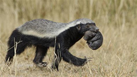 You shouldn't pet that honey badger | A Moment of Science - Indiana ...