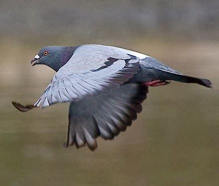 Pigeon Breeds: How to Train a Homing Pigeon