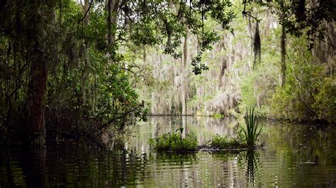 Opinion | The Fate of the Okefenokee Swamp Is in Your Hands - The New ...