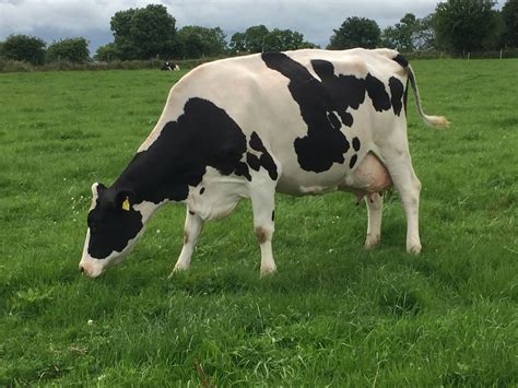 Making Holstein genetics work on a grass-based system in the west ...