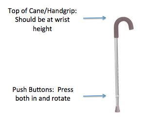 Cane - Physical Therapy 101