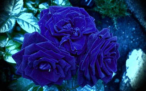 Blue Rose Wallpaper HD Free Download