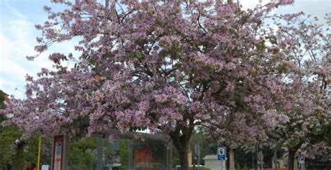 Cuidados del árbol pata de vaca