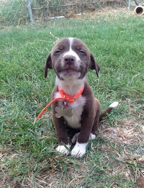 19 Smiling Dogs That Will Put A Big Smile On Your Face