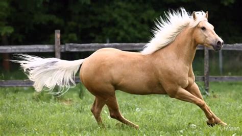 Jersy Beautiful Horse Pictures, Beautiful Horses, Palomino Horse, Horse ...