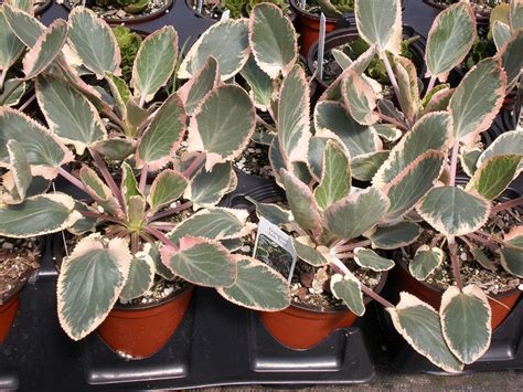 Sea Holly - Variegated - Plants4Home