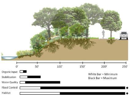 Riparian Zone Diagram