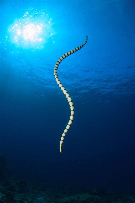 Sea Snakes (Hydrophiinae) - SLS Beachsafe