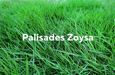 Zoysia Japonica Vs Zoysia Matrella