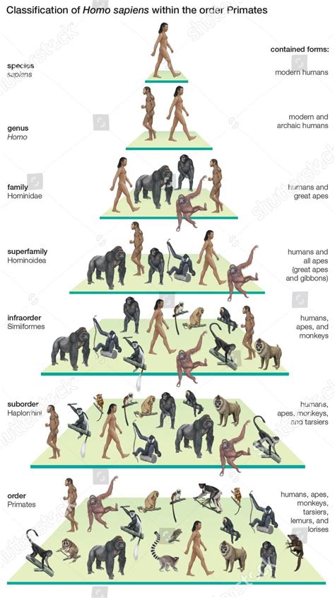 Classification Tree Species Homo Sapiens Modern - Foto de stock de ...