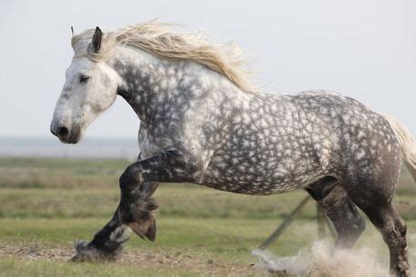 Percheron Horse - gallop to discover