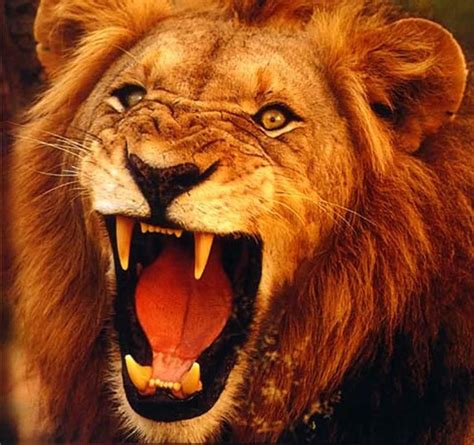 Defeat that roaring lion | | Here's the Joy