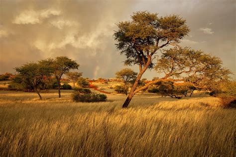 Afbeeldingsresultaat voor savannah grass | Landscape wallpaper, Africa ...