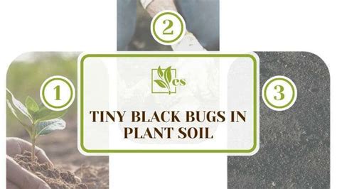 Tiny Black Bugs in Plant Soil — Gardeners’ Guide for These Small Pests