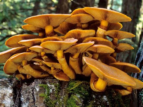 California Fungi: Gymnopilus ventricosus