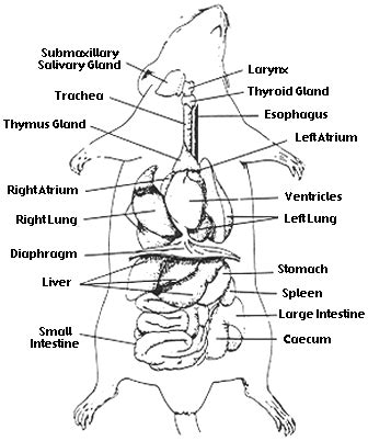 Rat - Head, Thoracic , Abdominal