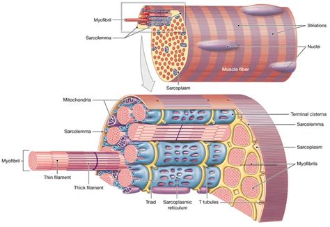 10.3: Skeletal muscle fibers are organized into repeating functional ...