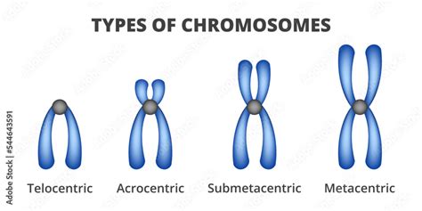 Vector illustration of types of chromosomes isolated on a white ...