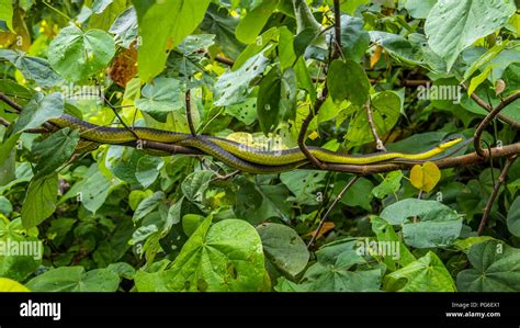 Green tree snake in rainforest Stock Photo - Alamy