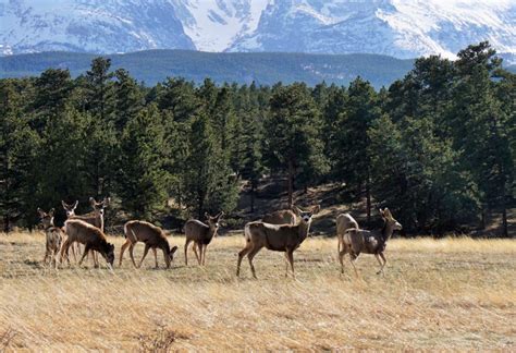 RMNP - Thrive Workplace