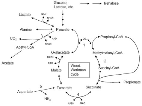 Fermentation | Free Full-Text | Propionic Acid Fermentation—Study of ...