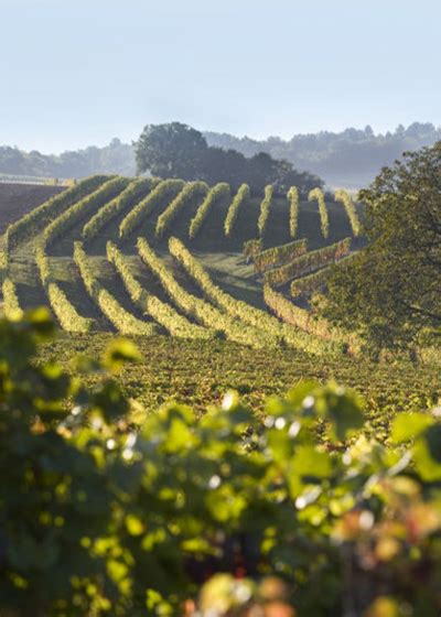 Grands Crus, the best of Burgundy | Authentica Tours