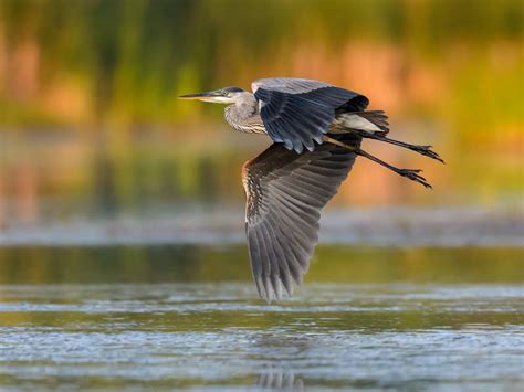 Do Great Blue Herons Migrate? (Everything Explained) | Bird Fact