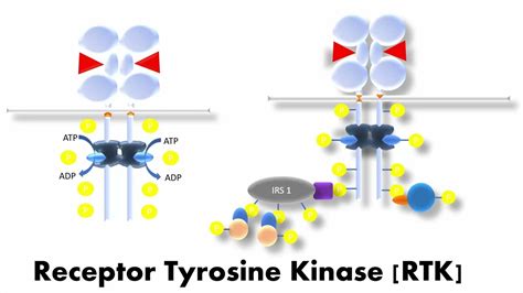 Tyrosine Kinase Structure