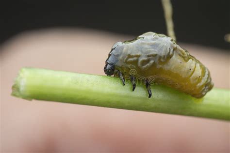 Close Up Shots of the Life Cycles of Leaf Beetle Stock Image - Image of ...