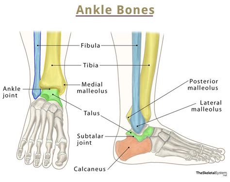 Medial Malleolus Anatomy