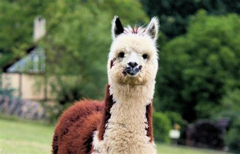 How To Raise Alpacas: A Beginner’s Guide to Owning & Farming