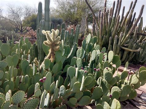 Sonoran Desert | Draggin Wing Farm