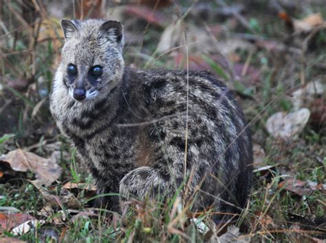 Malabar Large-Spotted Civet | Animal of the world Wiki | FANDOM powered ...