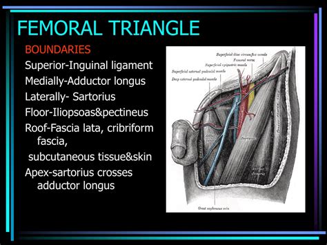 Ppt Femoral Hernia And Sliding Hernia Powerpoint Presentation Id | Hot ...