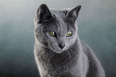 All About Russian Blue Cats With 5 Interesting Facts | Catastic