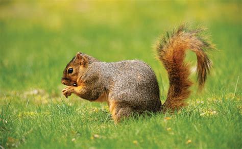 Tree squirrels: Order Rodentia, Family Sciuridae | Pest Management ...