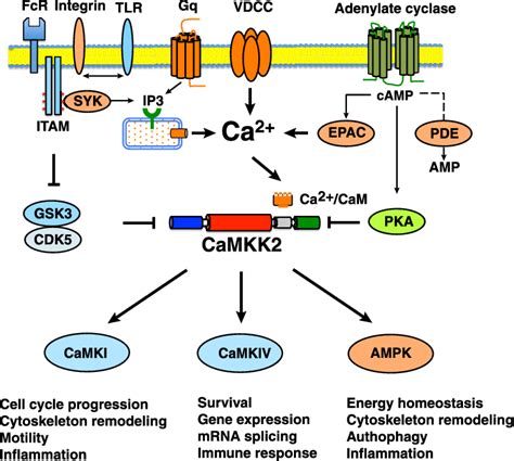 Calcium/Calmodulin-dependent Protein Kinase Kinase 2: Roles in ...