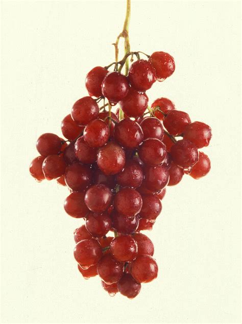 File:More grapes.jpg