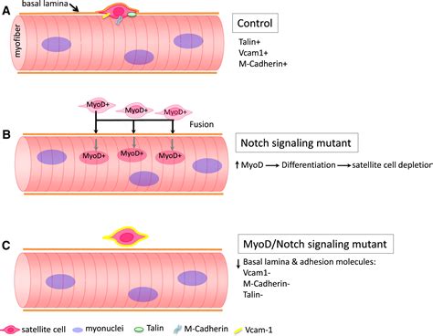 The Satellite Cell Builds Its Nest under Notch’s Guidance: Cell Stem Cell