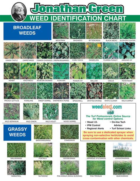 Grass Weeds Chart