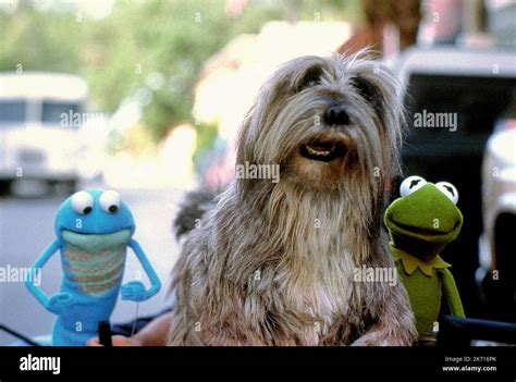 CROAKER,PILGRIM,KERMIT, KERMIT'S SWAMP YEARS, 2002 Stock Photo - Alamy