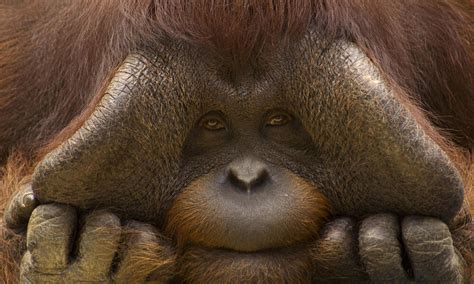 Where do orangutans live? And eight other orangutan facts | Stories | WWF