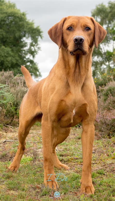 Amazing Fox Red Labrador photo taken during the Andy Biggar Photography ...