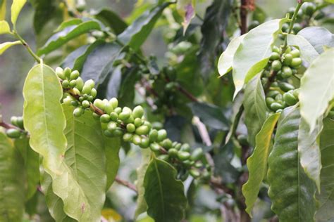 Project Origin – Specialty green coffee beans in Australia and worldwide.