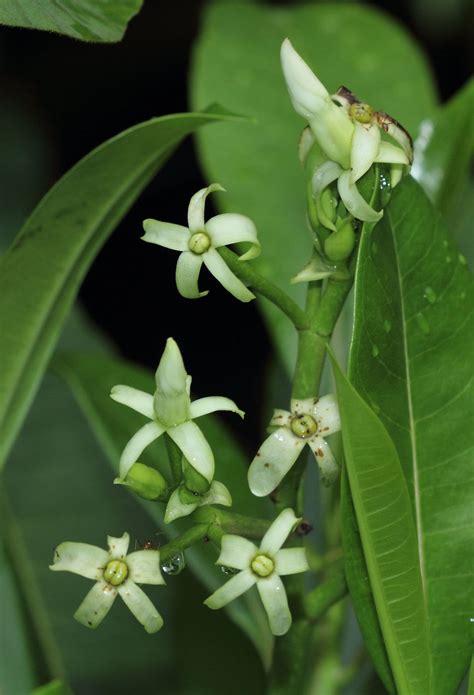 Cerbera L. | Plants of the World Online | Kew Science