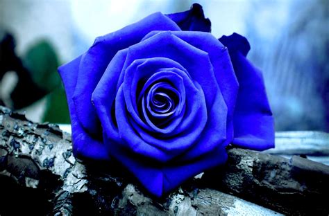 Beautiful Blue Rose Desktop Wallpapers - Wallpaper Cave