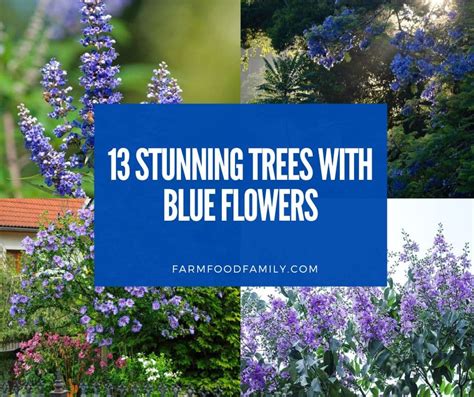 13 Stunning Trees With Blue Flowers: A Garden Tour (Names and Pictures)